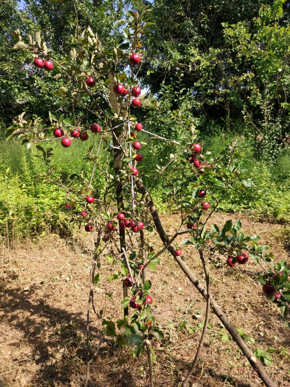 Botanical garden from the time of family Zrinski 
